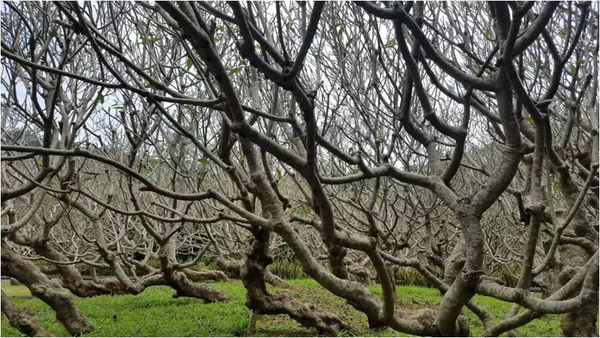 地涌金莲怎么分株，怎么移栽，栀子花几月份移栽?