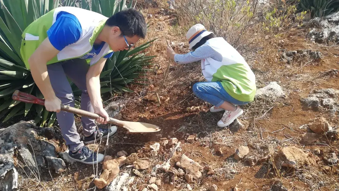 地涌金莲怎么分株，怎么移栽，栀子花几月份移栽?