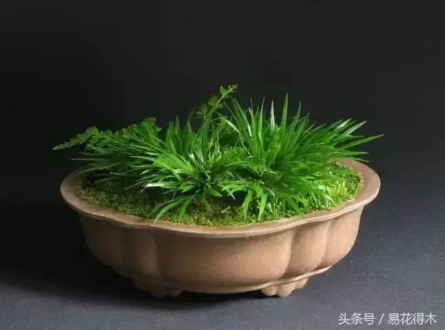 花菖蒲怎么修剪，菖蒲开花图片?